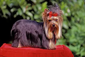 Pillow: Dog - Yorkshire Terrier standing on red pillow