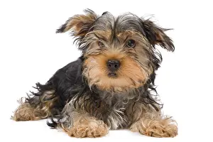 Scruffy: Dog - Yorkshire Terrier in studio