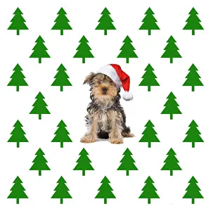 281217: Dog, Yorkshire Terrier wearing Christmas hat with