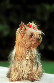 Disc: DOG -Yorkshire Terrier wearing name ID collar