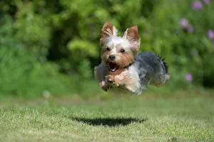 Yorkies: DOG - Yorkshire Terrier / YORKIE/S / BROKEN-HAIRED