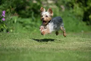 Yorkies: DOG - Yorkshire Terrier / YORKIE/S / BROKEN-HAIRED