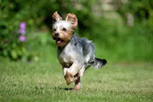 Yorkies: DOG - Yorkshire Terrier / YORKIE/S / BROKEN-HAIRED