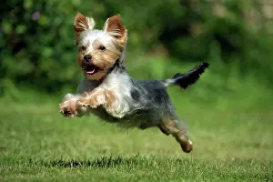 Leaping: DOG - Yorkshire Terrier / YORKIE/S / BROKEN-HAIRED