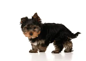 240222: DOG. Yorksire Terrier puppy, 13 weeks old, standing, studio