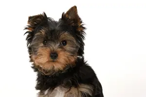 240222: DOG. Yorksire Terrier puppy, 13 weeks old, portrait, head a
