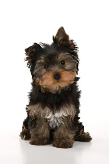 240222: DOG. Yorksire Terrier puppy, 13 weeks old sitting, head on o