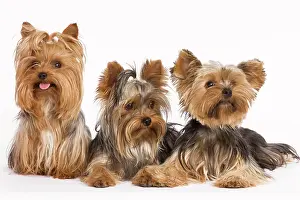 Yorshire: Dog - Yorshire Terrier - three in studio