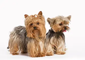Yorshire: Dog - Yorshire Terrier - two in studio