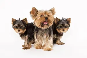 Yorshire: Dog - Yorshire Terrier - three in studio