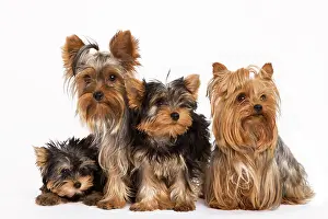 Yorshire: Dog - Yorshire Terrier - four in studio