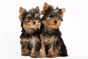 Yorshire: Dog - Yorshire Terrier - two in studio