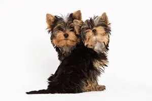 Yorshire: Dog - Yorshire Terrier - two in studio