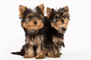 Yorshire: Dog - Yorshire Terrier - two in studio