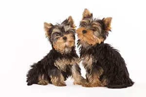 Yorshire: Dog - Yorshire Terrier - two in studio