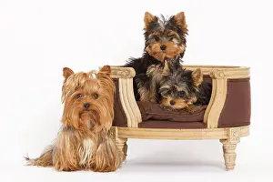 Yorshire: Dog - Yorshire Terrier - three in studio with chair
