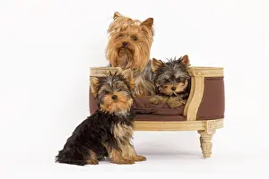 Yorshire: Dog - Yorshire Terrier - three in studio with chair