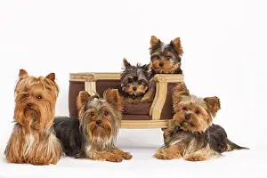 Yorshire: Dog - Yorshire Terrier - five in studio with chair