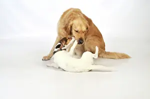 Older: DOG. young dog being submissive to an older dog