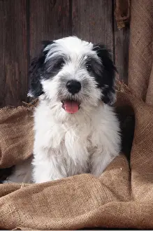 Sheepdogs: DOG - young Polish Lowland Sheepdog
