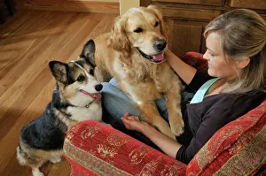 Older: Dog. A younger and older dog vying for owners attention