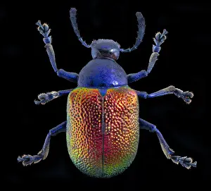 Java: Dogbane Beetle, Chrysochus auratus Java