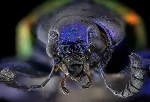 Java: Dogbane Beetle CU, Chrysochus auratus Java 5X