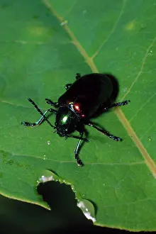 Coleopteran: Dogbane Leaf Beetle