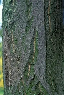 Cornus: Dogberry - variegata - Cultivar - Bark