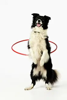 Hoop: DOG.Border collie doing hoola hoop