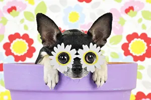 280219: DOG.Chihuahua sitting in plant pot wearing daisy
