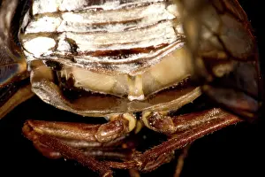 Cicadidae: Dogday Harvestfly Cicada