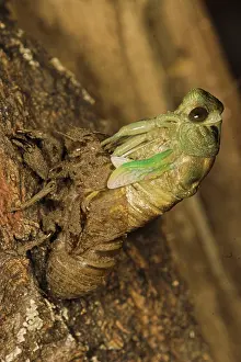 Larval: Dogday Harvestfly Cicada