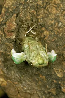 Larval: Dogday Harvestfly Cicada