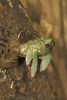 Larval: Dogday Harvestfly Cicada