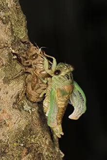 Larval: Dogday Harvestfly Cicada