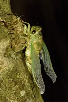 Larval: Dogday Harvestfly Cicada