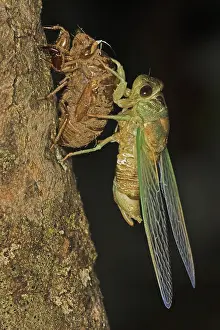 Larval: Dogday Harvestfly Cicada