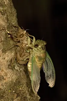 Larvae: Dogday Harvestfly Cicada