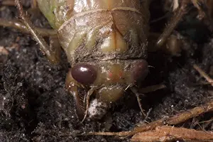 Larval: Dogday Harvestfly Nymph
