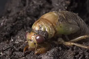 Larval: Dogday Harvestfly Nymph