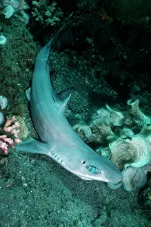 Note: Dogfish Shark - This specimen came from deep water