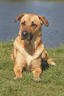 Malinois: Dogge-Malinois hybrid lying on a lawn, water in