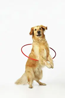 Hoop: DOG.Golden retriever doing hoola hoop