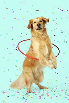 Confetti: DOG.Golden retriever doing hoola hoop with falling confetti