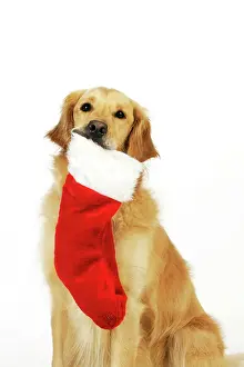 Stocking: DOG.Golden retriever holding christmas stocking in mouth