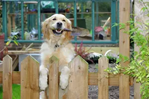 Trowel: DOG.Golden retriever holding trowel in garden