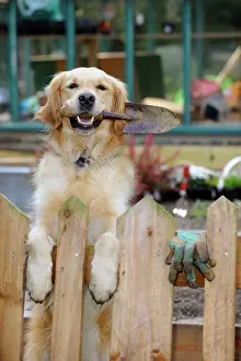 Trowel: DOG.Golden retriever holding trowel in garden