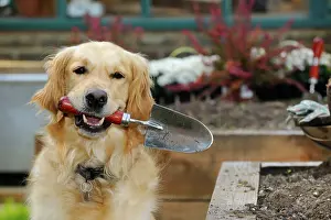 Trowel: DOG.Golden retriever holding trowel in garden