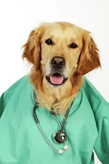 Doctor: DOG.Golden retriever in vets scrubs & stethoscope